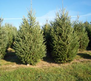 Long Needle Pine Tree - Bell Farm Shops